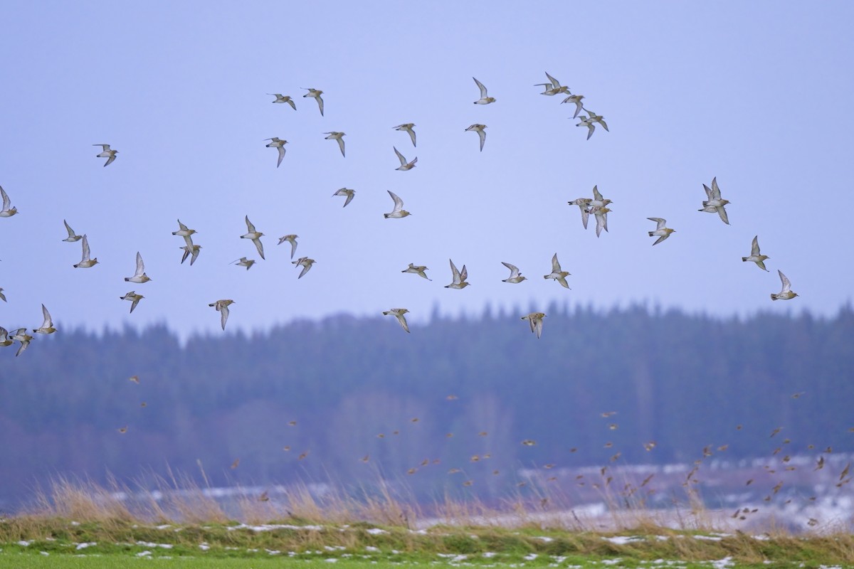 European Golden-Plover - Paul McDonald