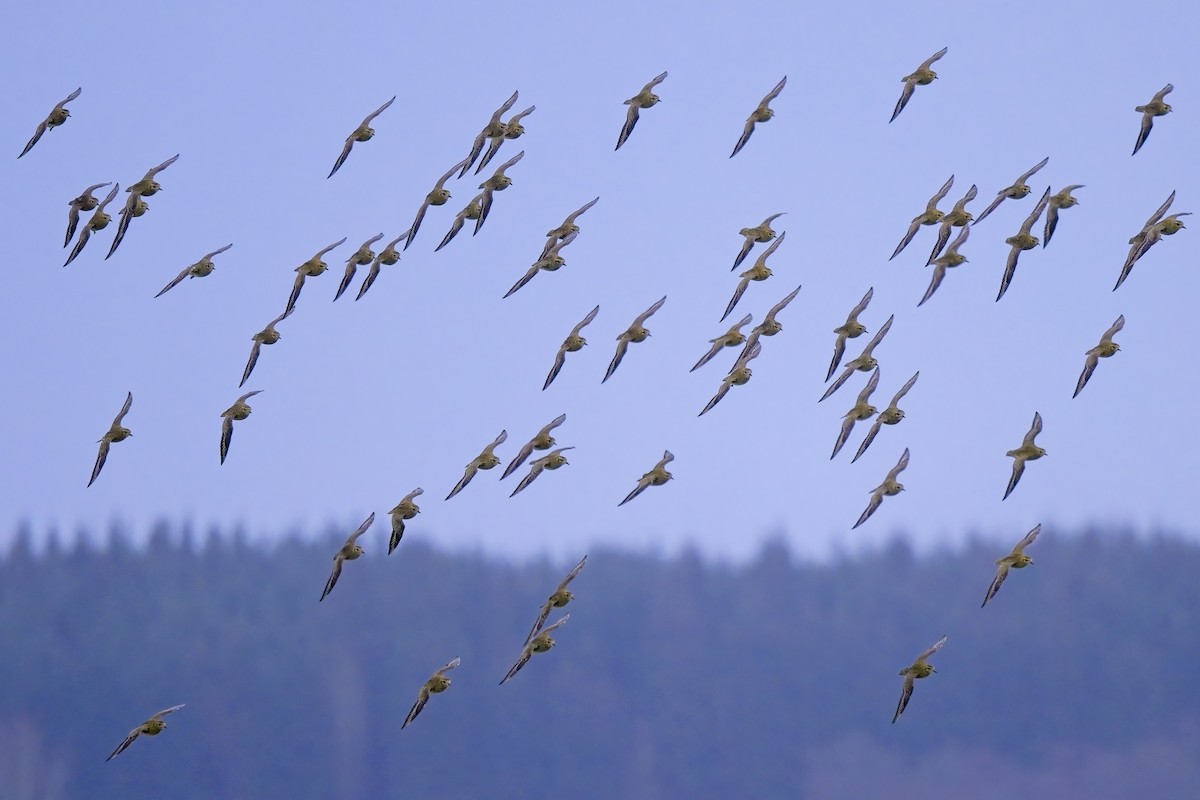 European Golden-Plover - Paul McDonald