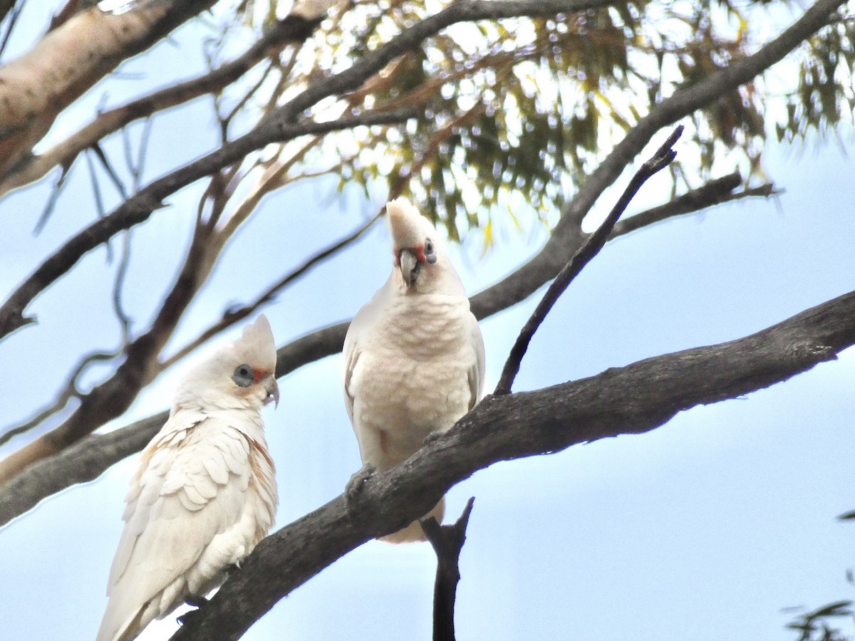 Western Corella - ML584594701