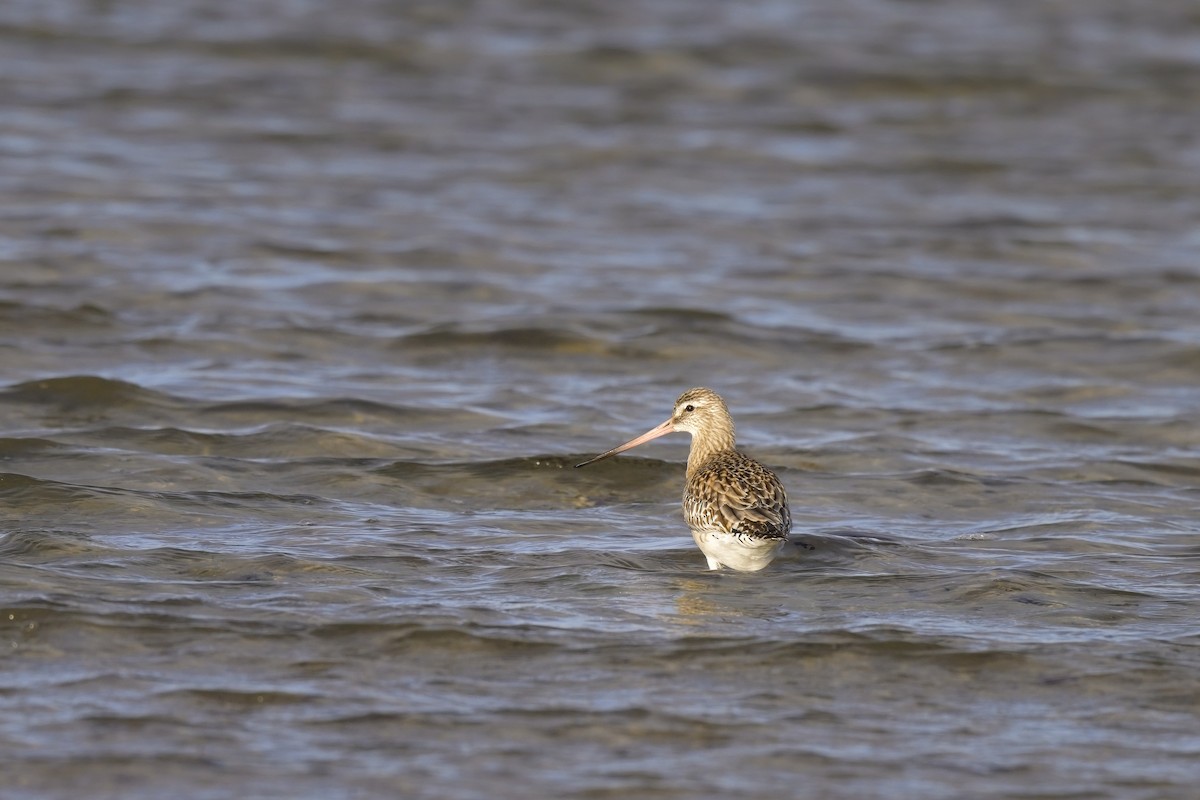 Bar-tailed Godwit - Paul McDonald