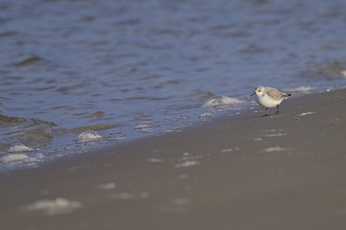 Sanderling - ML584595001