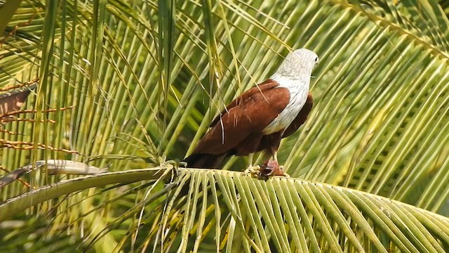 Brahminy Kite - ML584595591