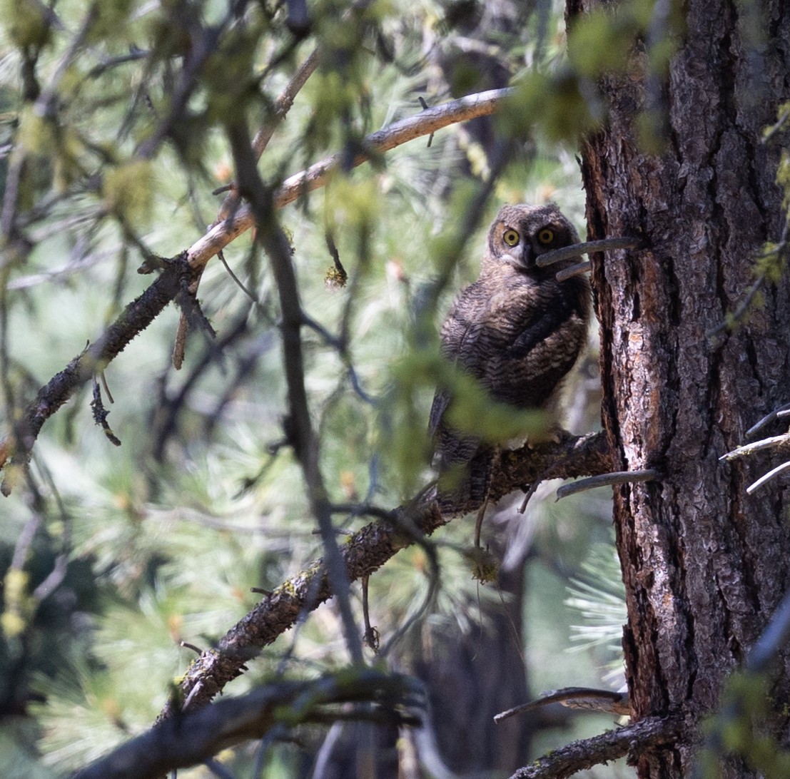 Great Horned Owl - ML584595651