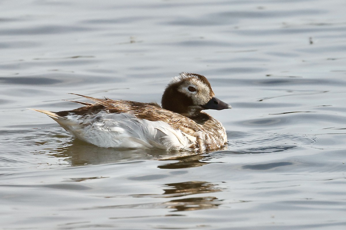 Long-tailed Duck - Lorna Aynbinder