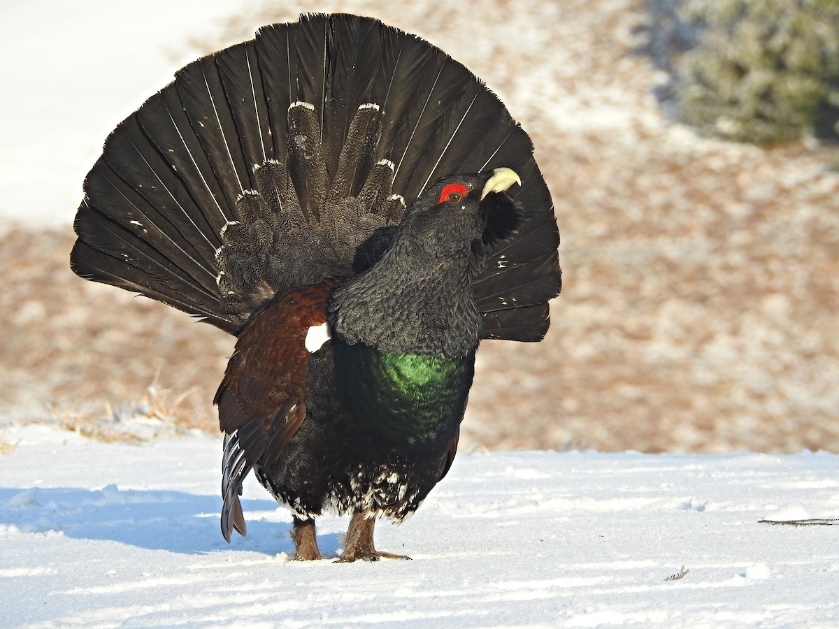 Western Capercaillie - Richard Schnürmacher