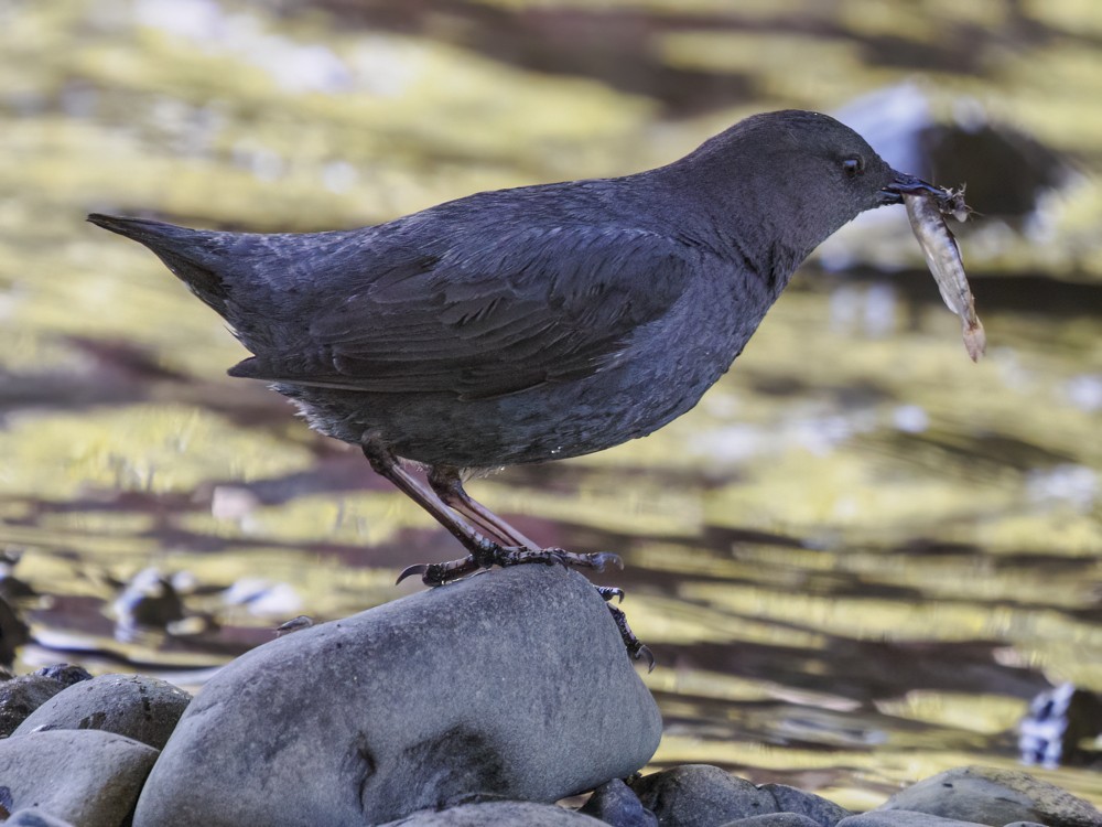 American Dipper - ML584597841