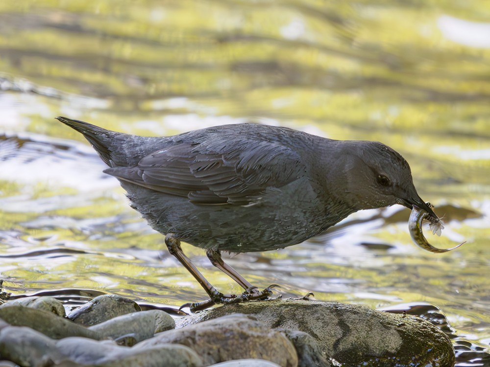 American Dipper - ML584597851