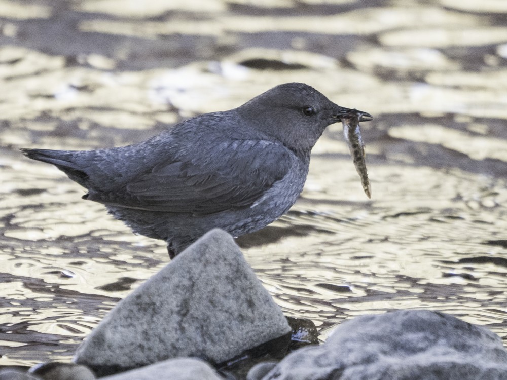 American Dipper - ML584597861