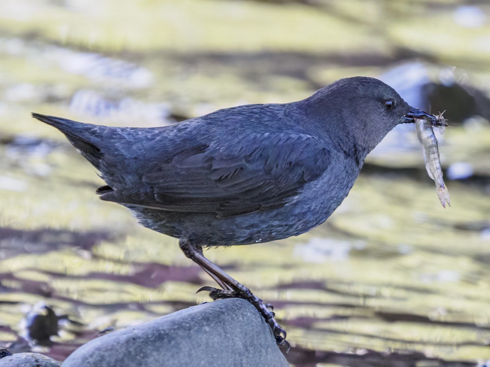 American Dipper - ML584597871