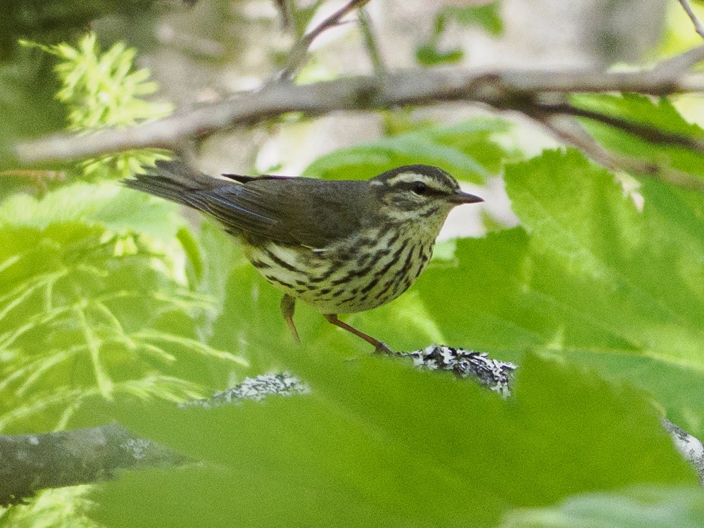 Northern Waterthrush - ML584597891