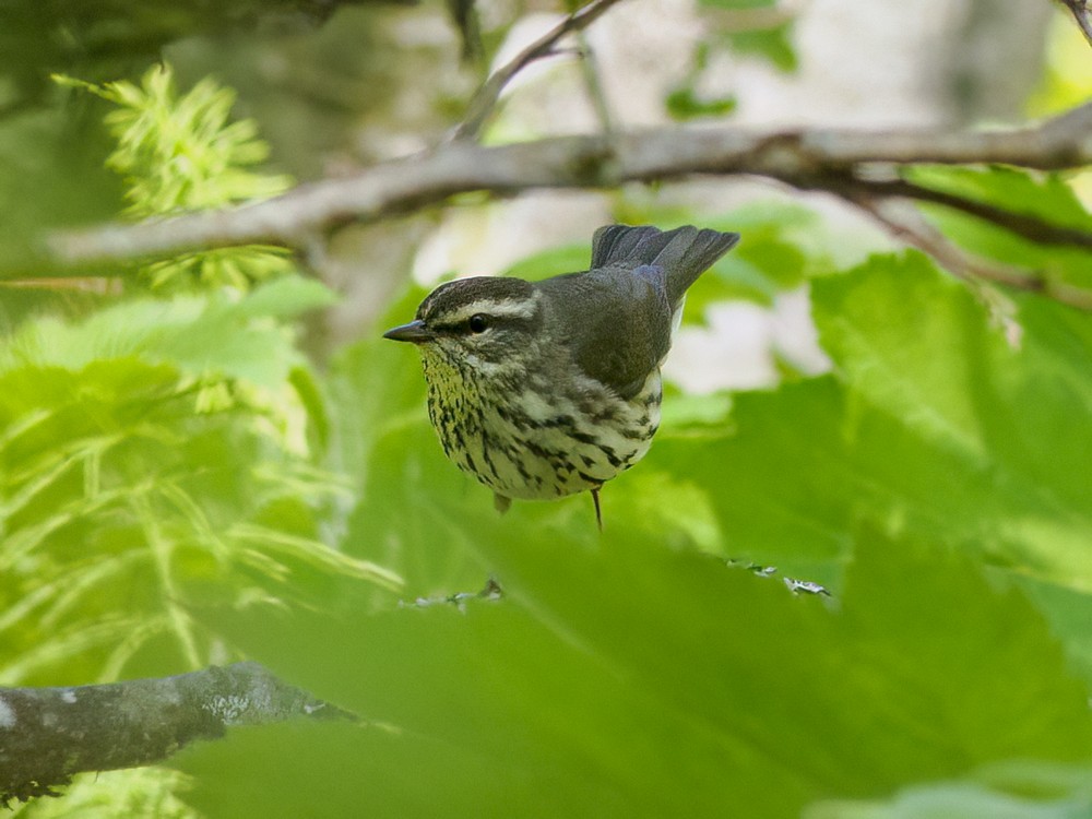 Northern Waterthrush - ML584597901