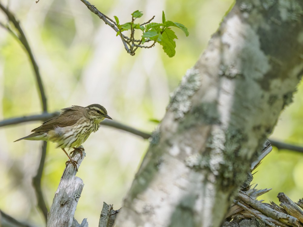 Northern Waterthrush - ML584597911