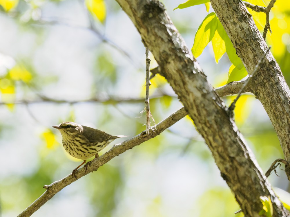 Northern Waterthrush - ML584597941