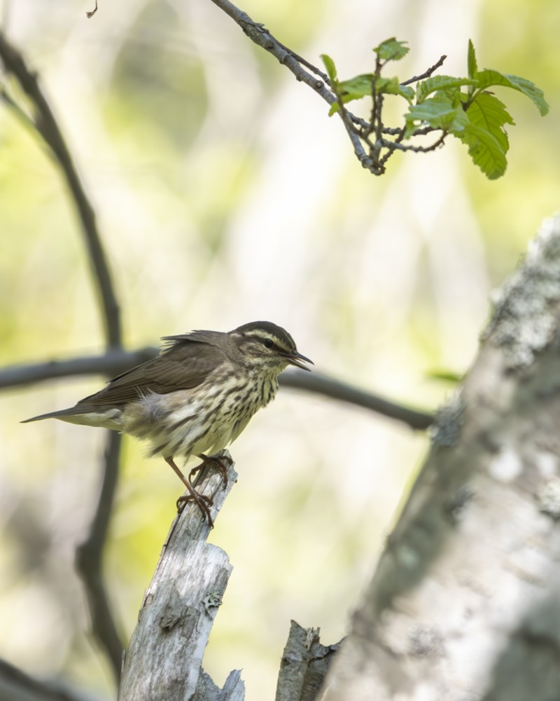 Northern Waterthrush - ML584597981