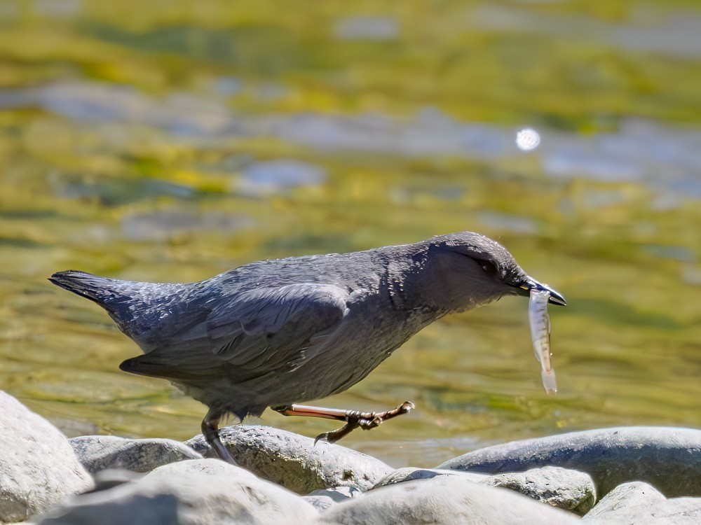 American Dipper - ML584598091