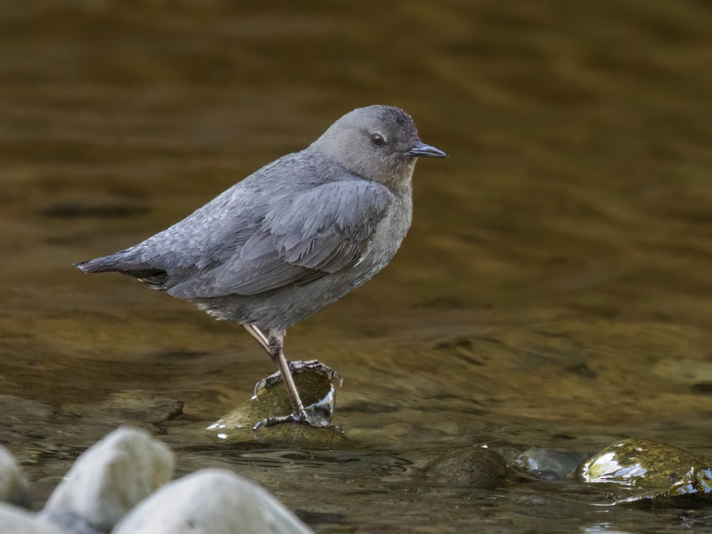 American Dipper - Eleanor H Sarren