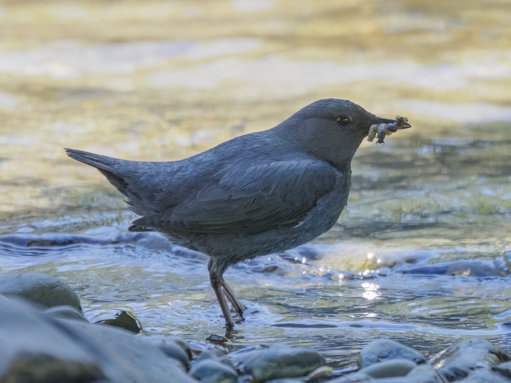 American Dipper - ML584598111