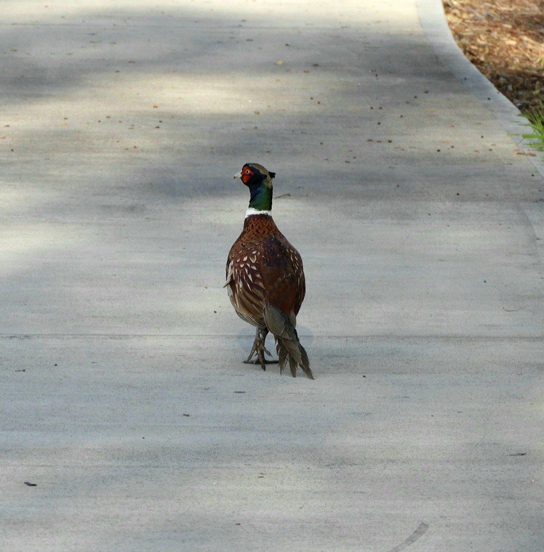 Ring-necked Pheasant - ML584599731