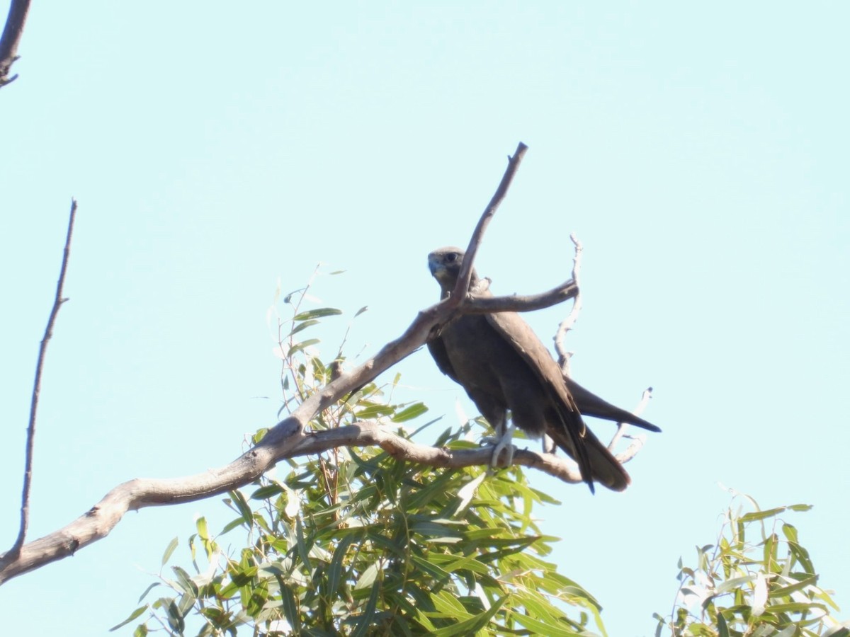 Black Falcon - ML584599851