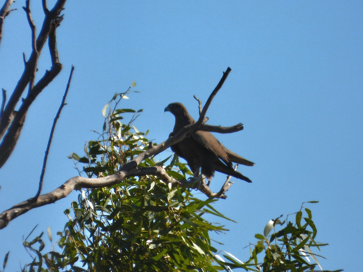 Black Falcon - ML584599861