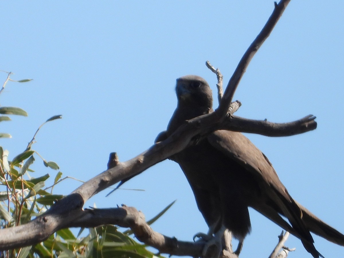 Black Falcon - ML584599871