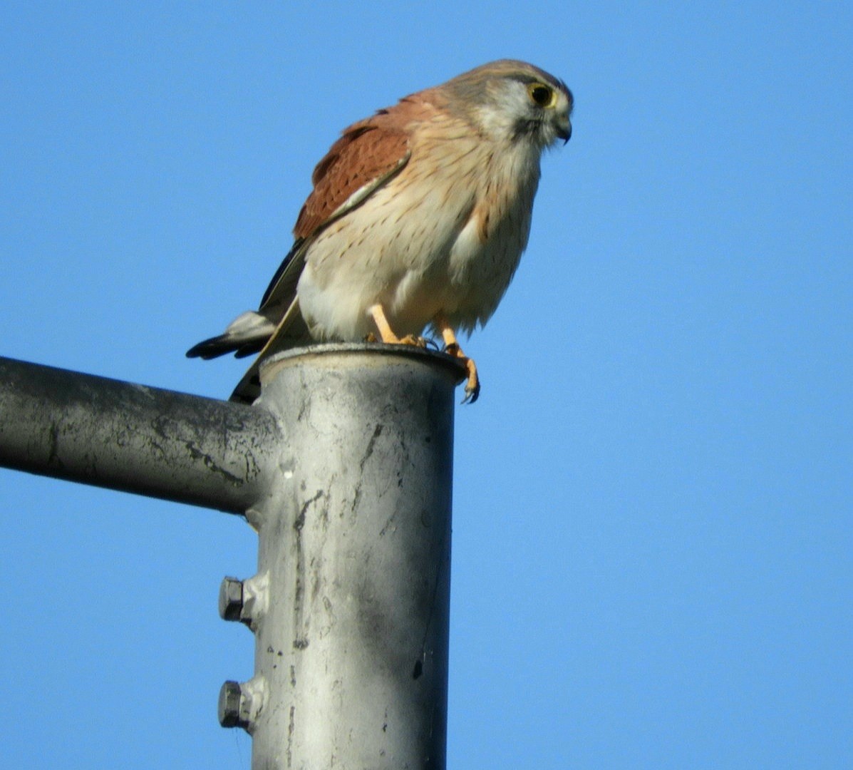 Nankeen Kestrel - ML584600081