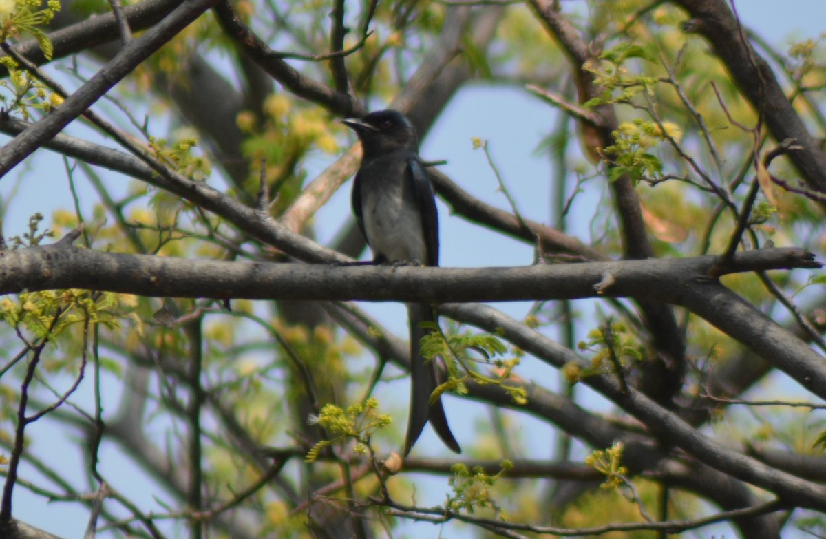 White-bellied Drongo - ML584601061