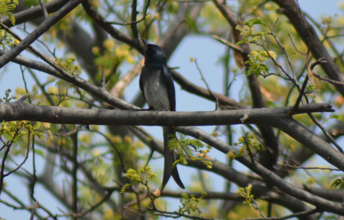 White-bellied Drongo - ML584601071