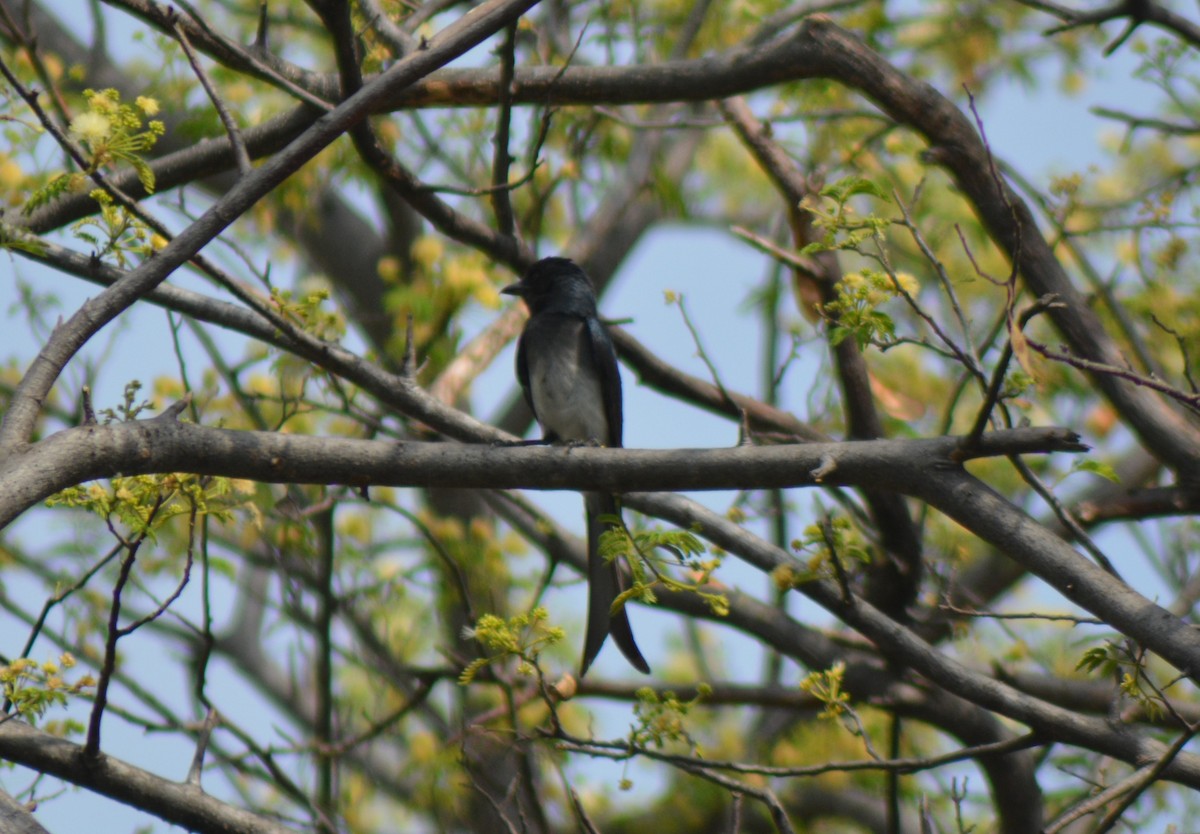 White-bellied Drongo - ML584601081
