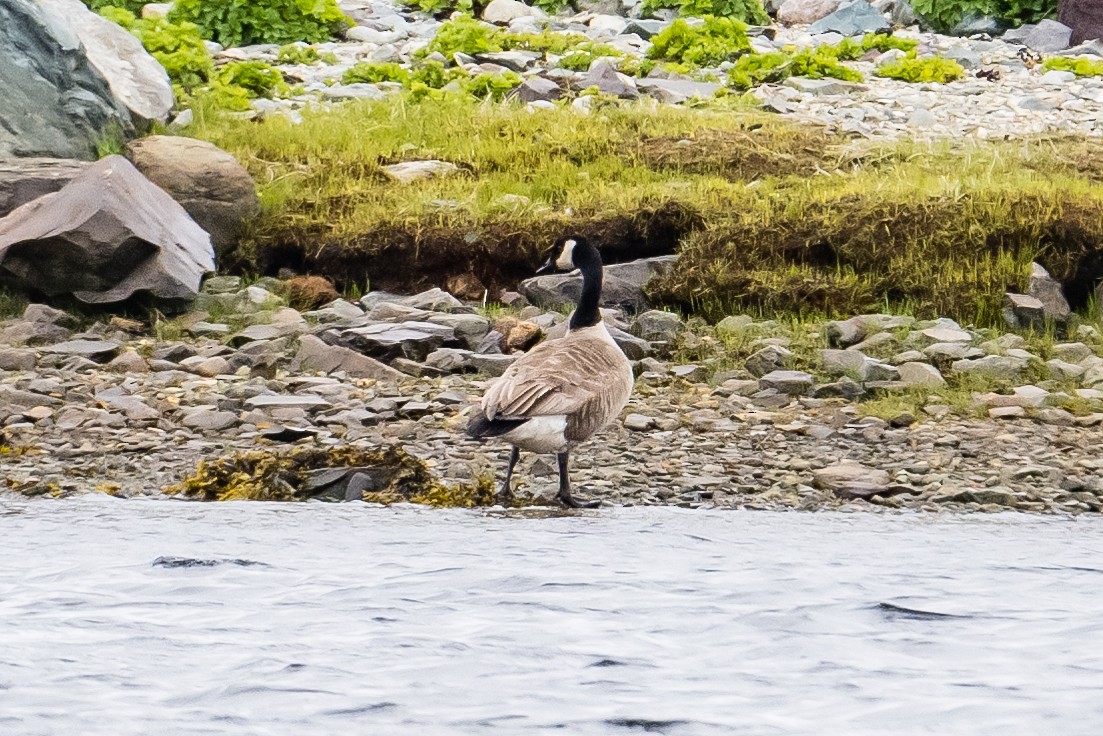 Canada Goose - Frank King