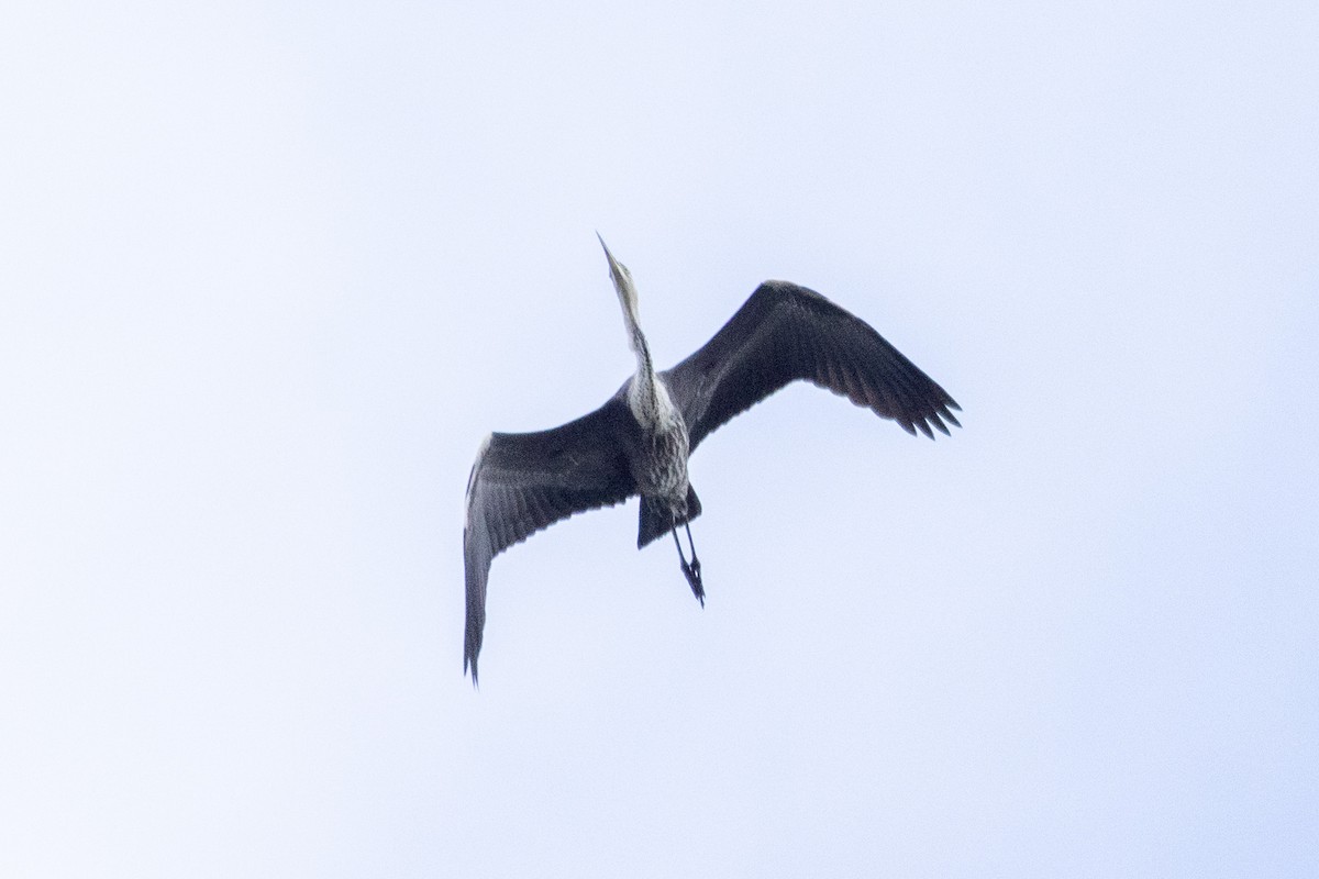 Pacific Heron - ML584601581