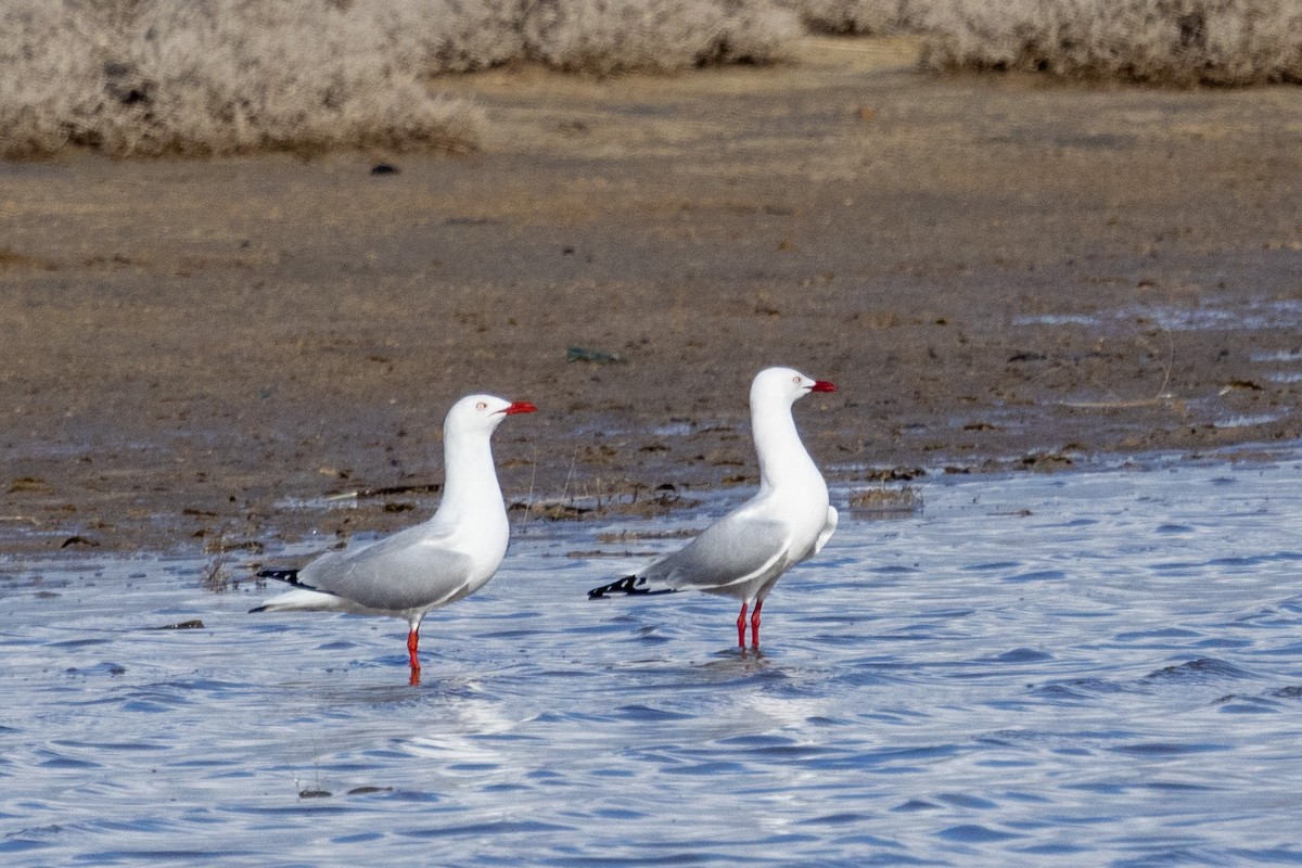 Silver Gull - ML584601891