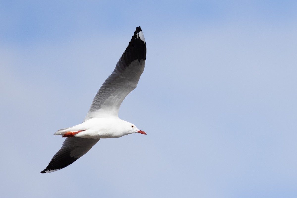 Silver Gull - ML584601901