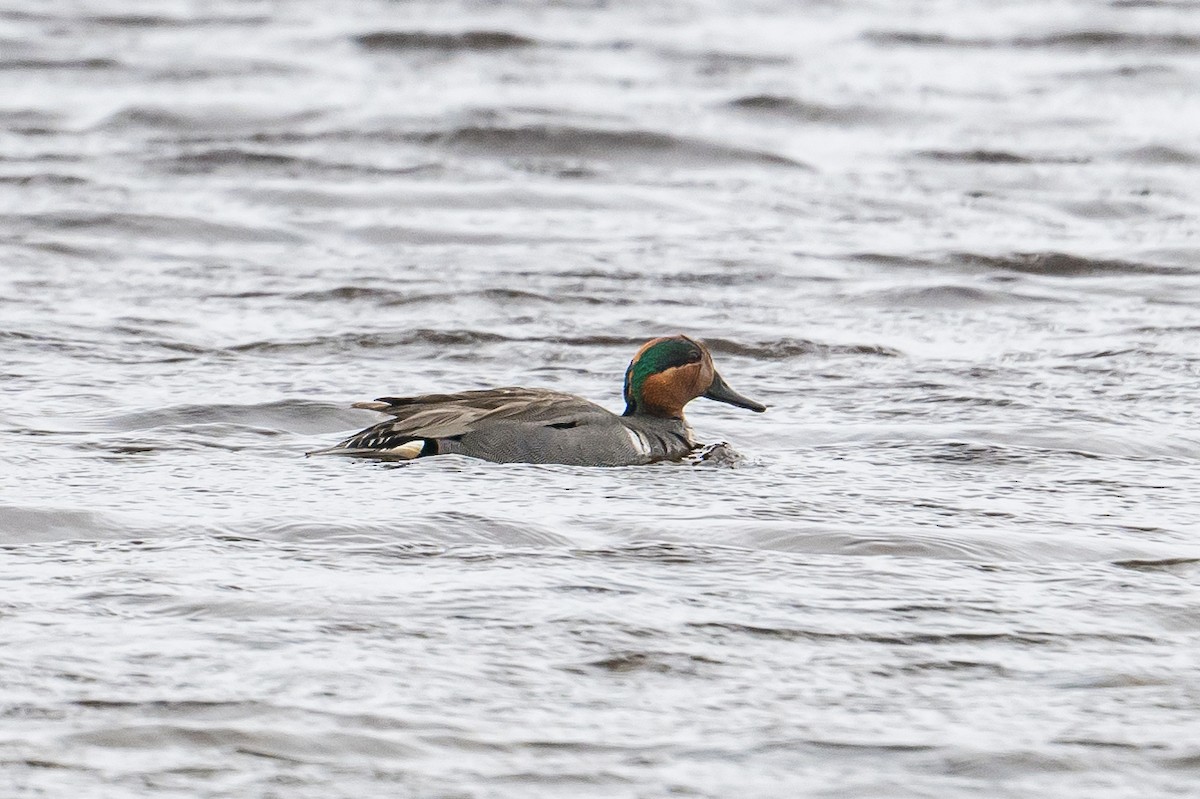 Green-winged Teal (American) - ML584602001