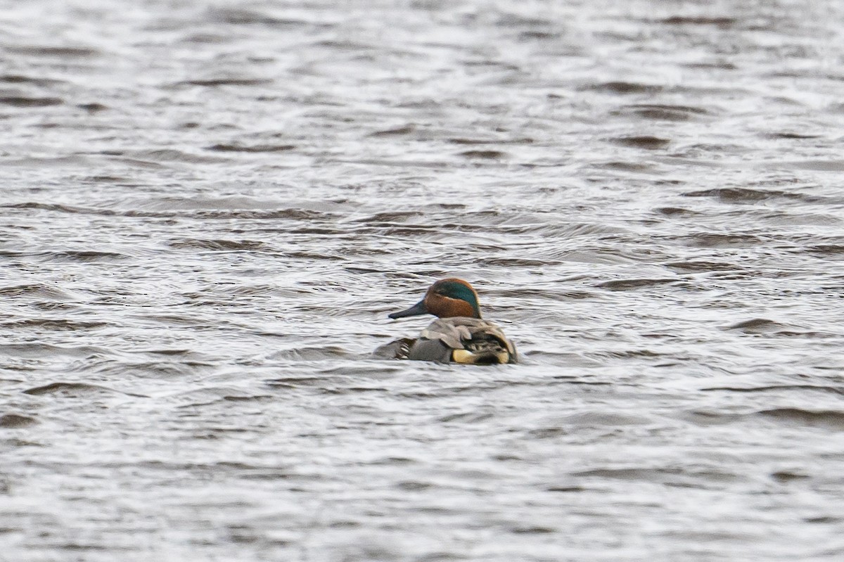 Green-winged Teal (American) - Frank King