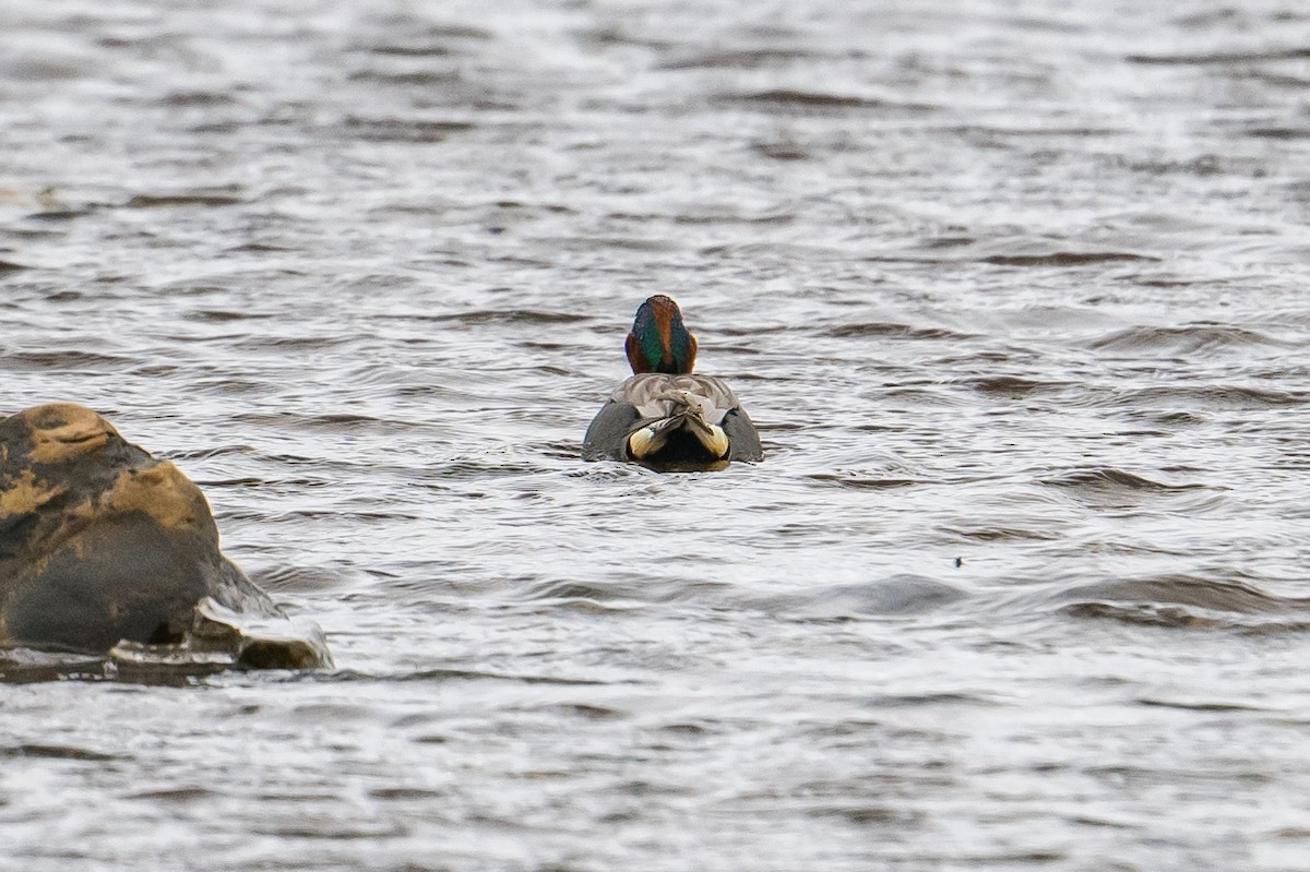 Green-winged Teal (American) - ML584602021