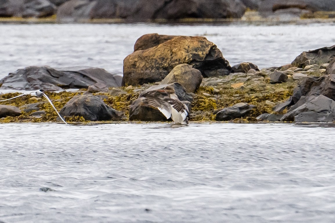 Red-breasted Merganser - ML584602171