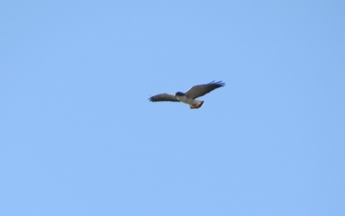 White-tailed Hawk - ML584602571
