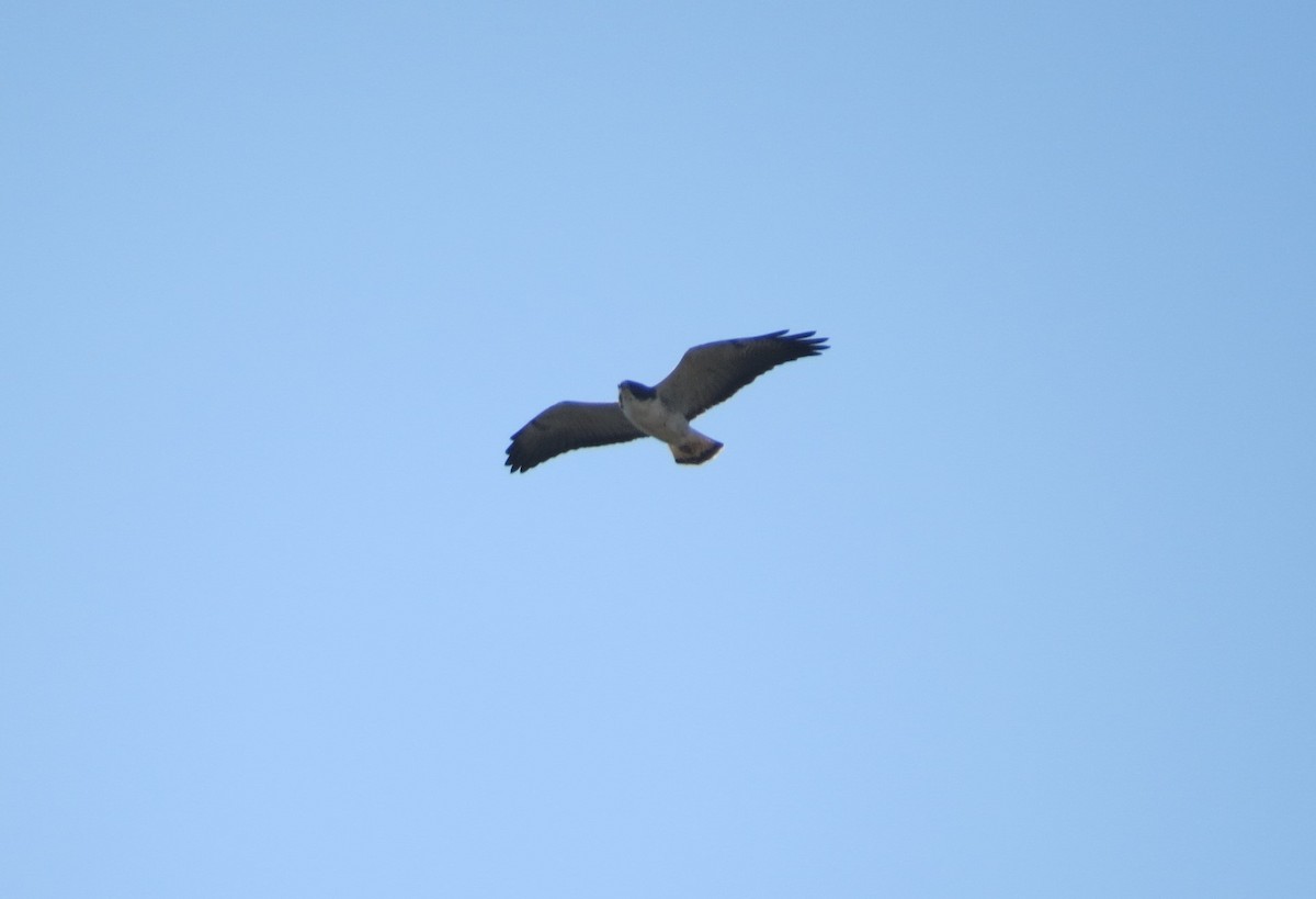 White-tailed Hawk - ML584602591