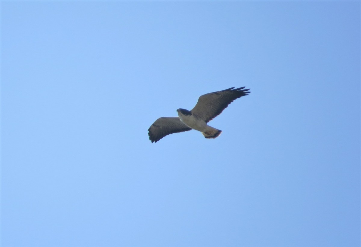 White-tailed Hawk - ML584602681