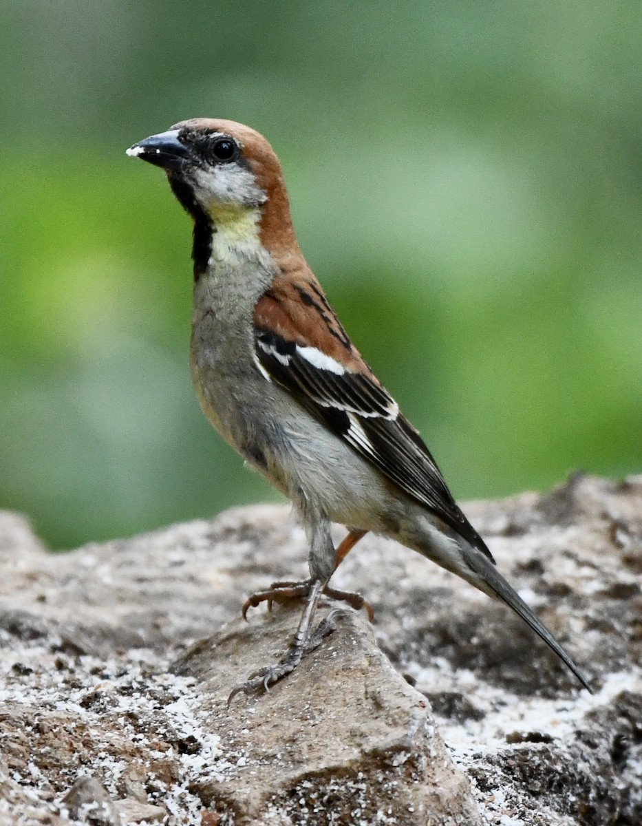 Russet Sparrow - ML584603791