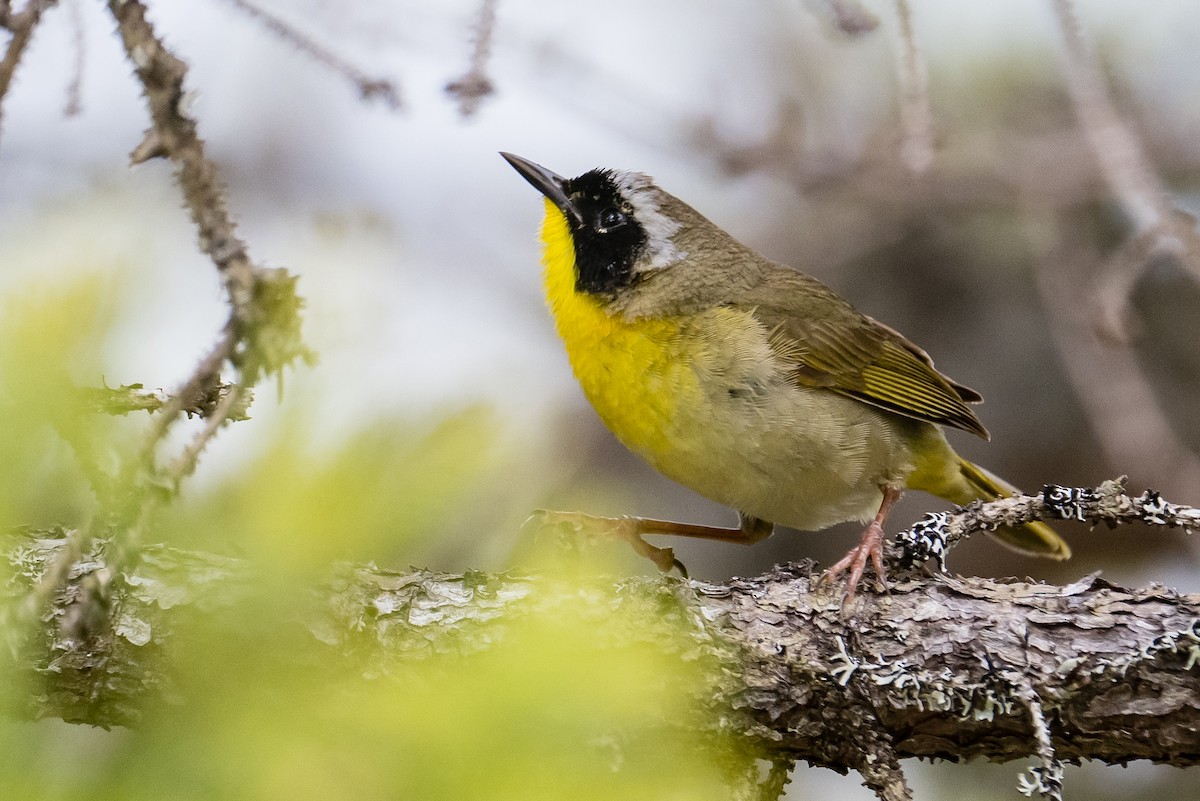 Common Yellowthroat - ML584603831