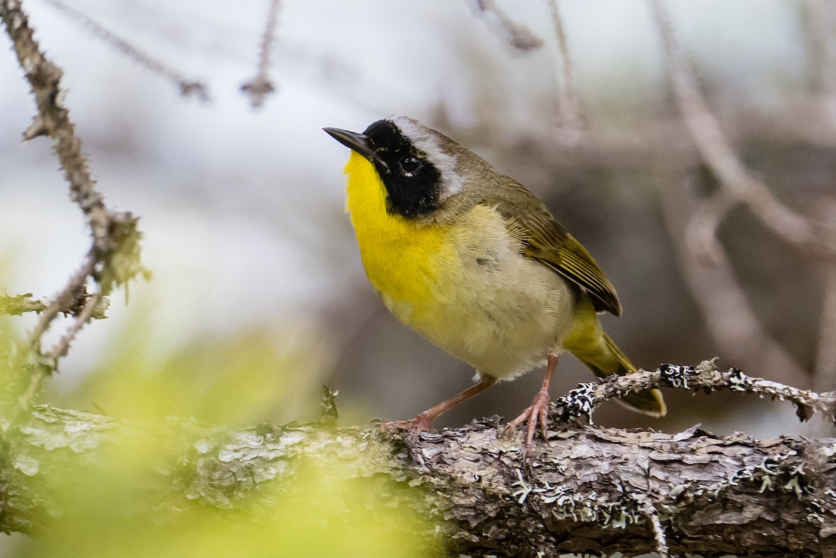 Common Yellowthroat - Frank King