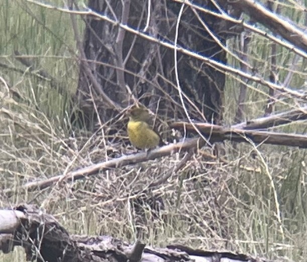 Western Tanager - ML584604031