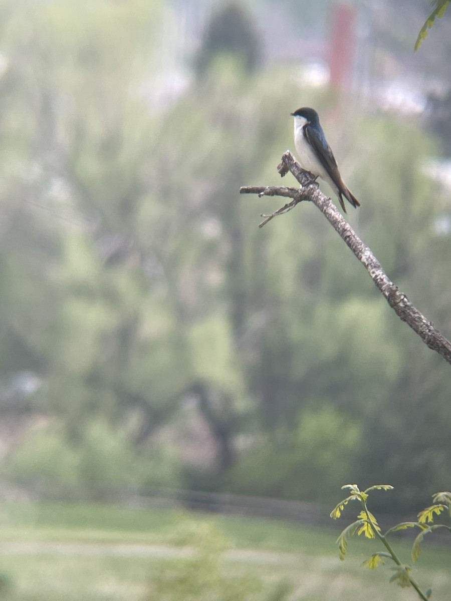 Tree Swallow - ML584604351