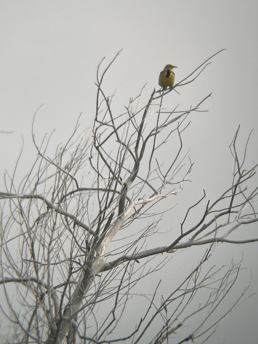 Western Meadowlark - ML584604411