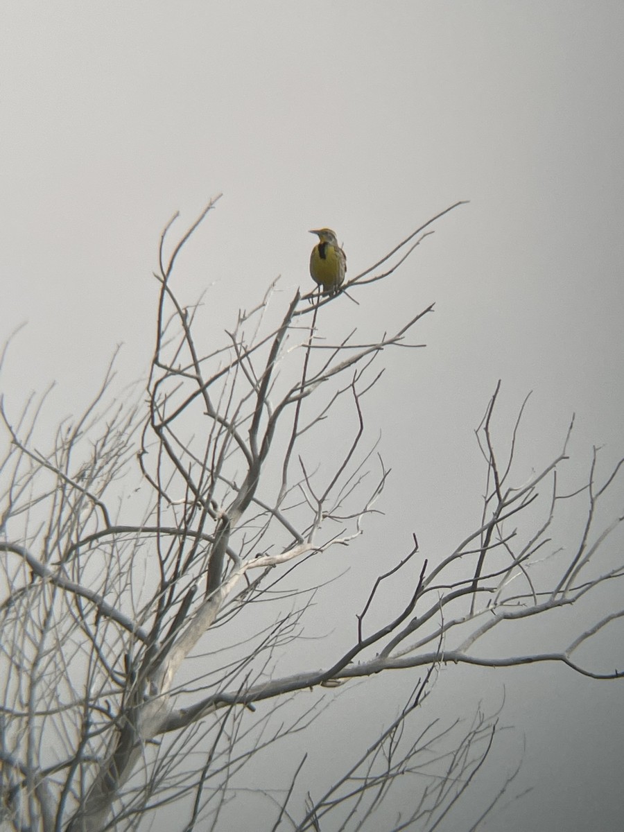 Western Meadowlark - ML584604521