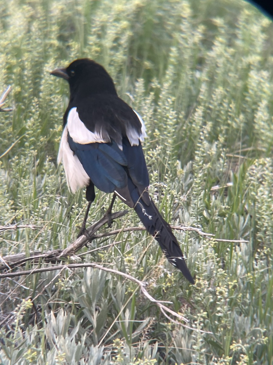 Black-billed Magpie - ML584604561