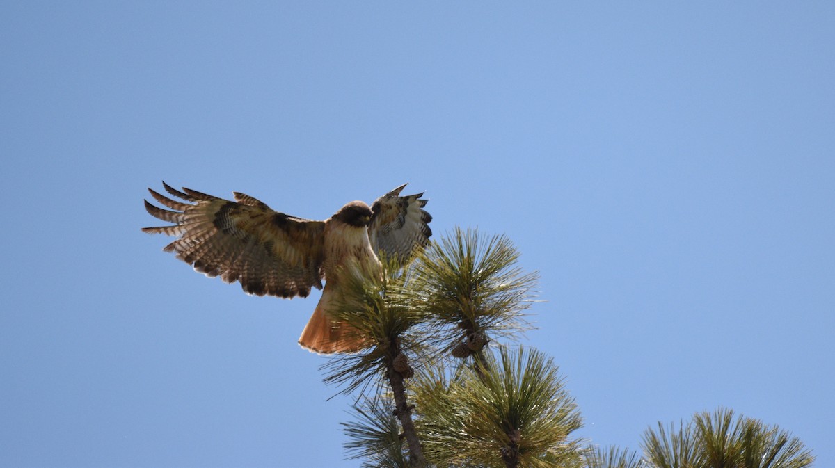 Red-tailed Hawk - ML584606701