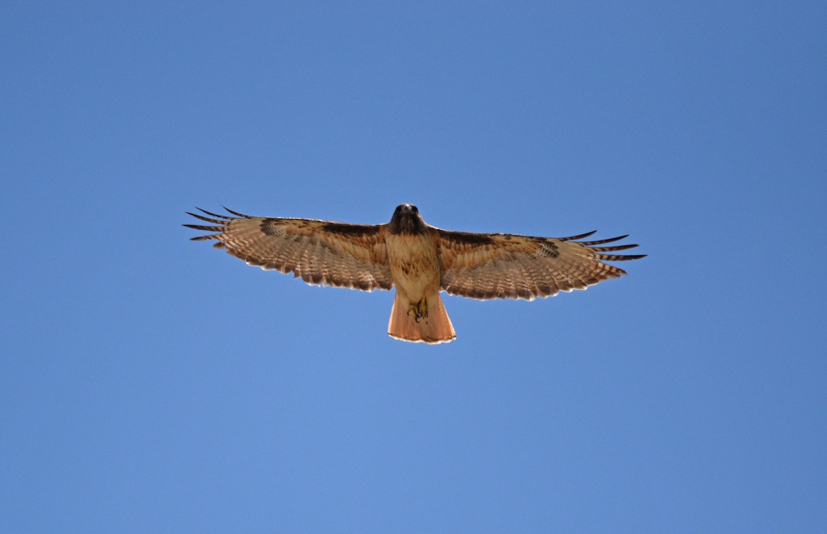Red-tailed Hawk - ML584606871
